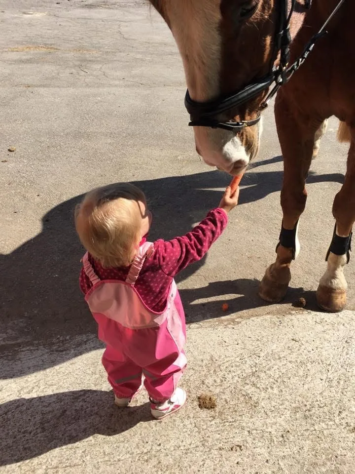 Reitunterricht im Allgäu – Kind füttert Pferd am Leonhardshof Albrecht in Kempten