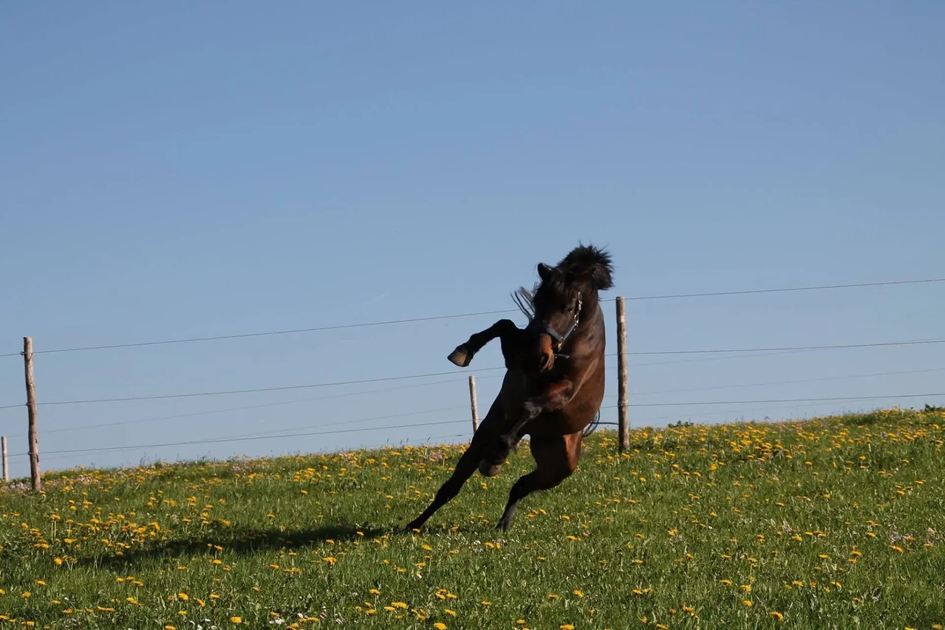 Pferd springt durch Löwenzahn-Frühlingsweide im Allgäu – Leonhardshof Albrecht in Sommers bei Kempten